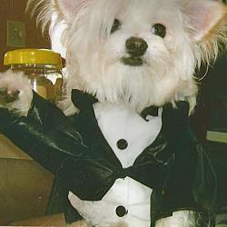 Pj's Pet Cafe