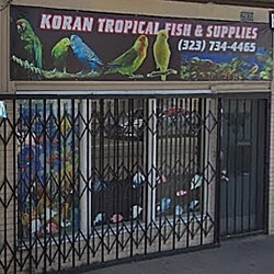 Koran tropical fish